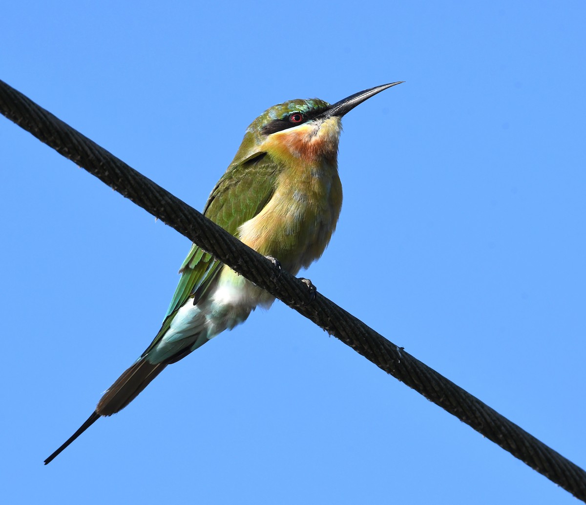 Blue-tailed Bee-eater - ML395549981