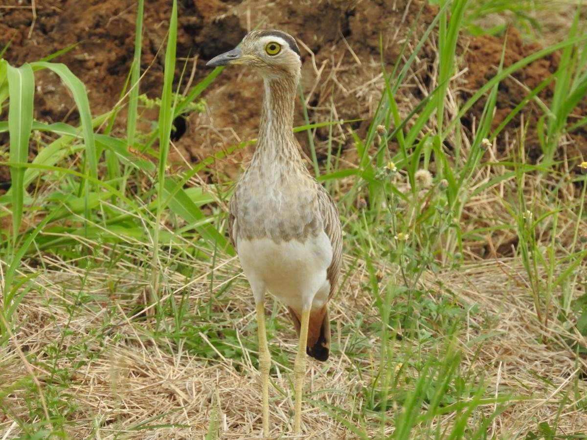 Double-striped Thick-knee - Daniel Garrigues