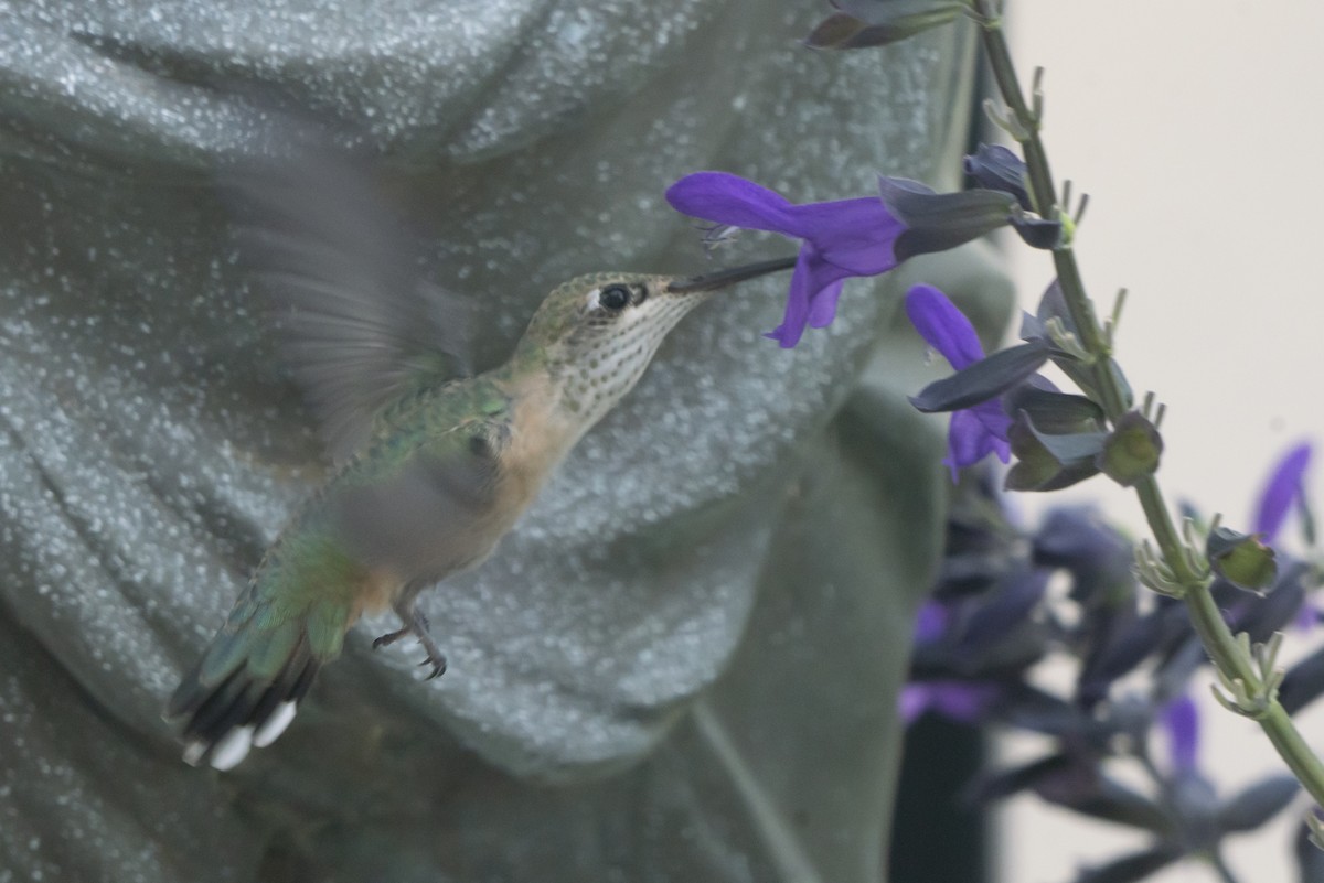 Calliope Hummingbird - ML395559531