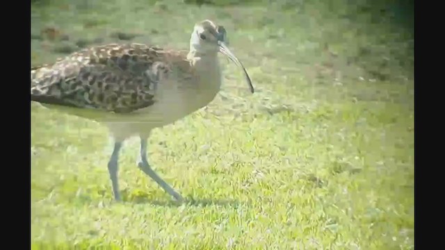 Bristle-thighed Curlew - ML395562731
