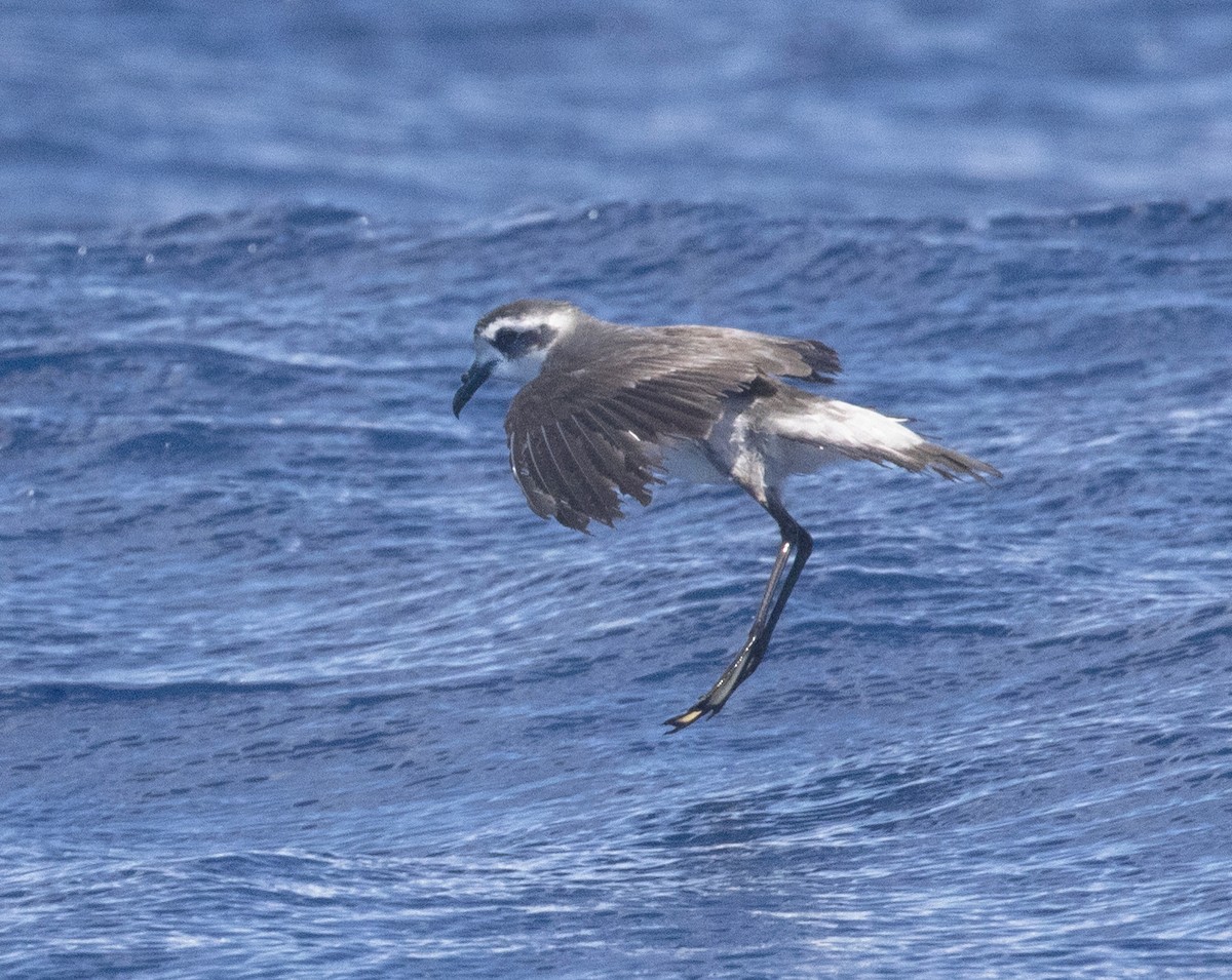 White-faced Storm-Petrel - ML395563231