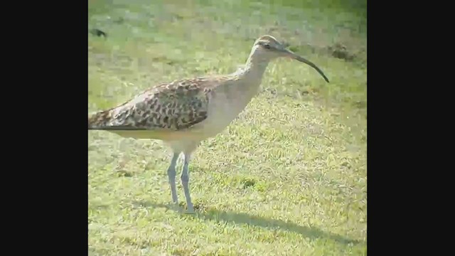 Bristle-thighed Curlew - ML395564791