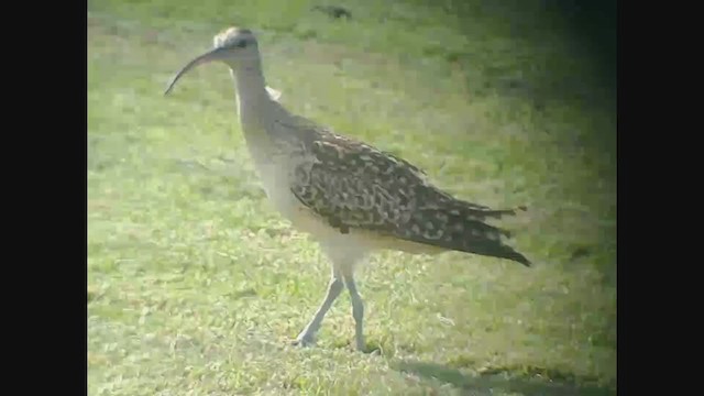 Bristle-thighed Curlew - ML395565211