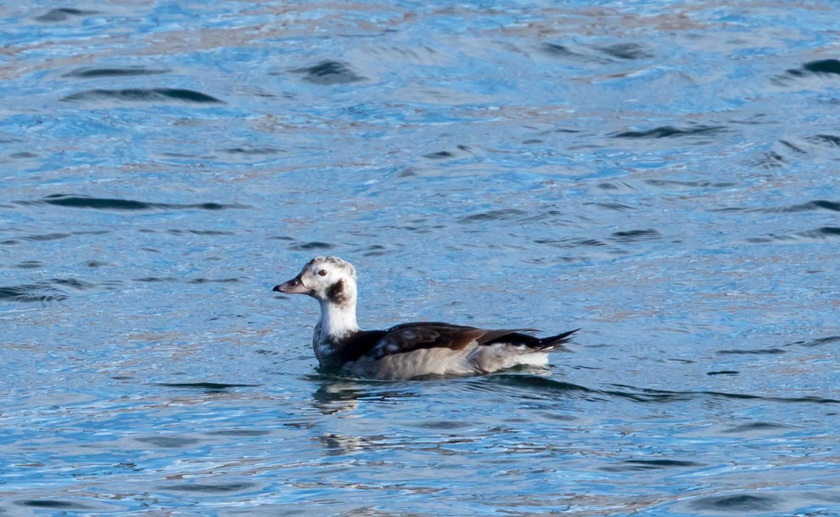 Long-tailed Duck - ML395568051
