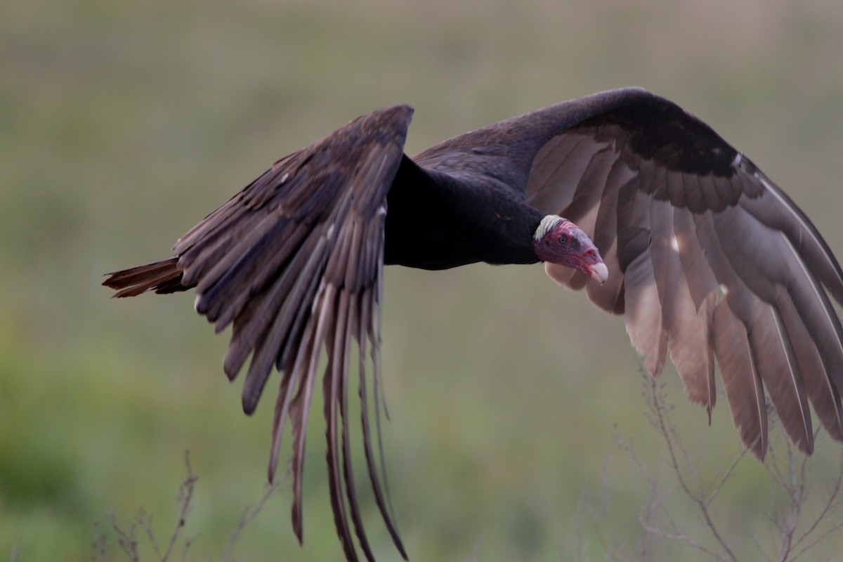 Turkey Vulture (Tropical) - ML39557101