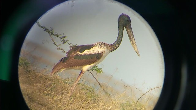 Black-necked Stork - ML395571201