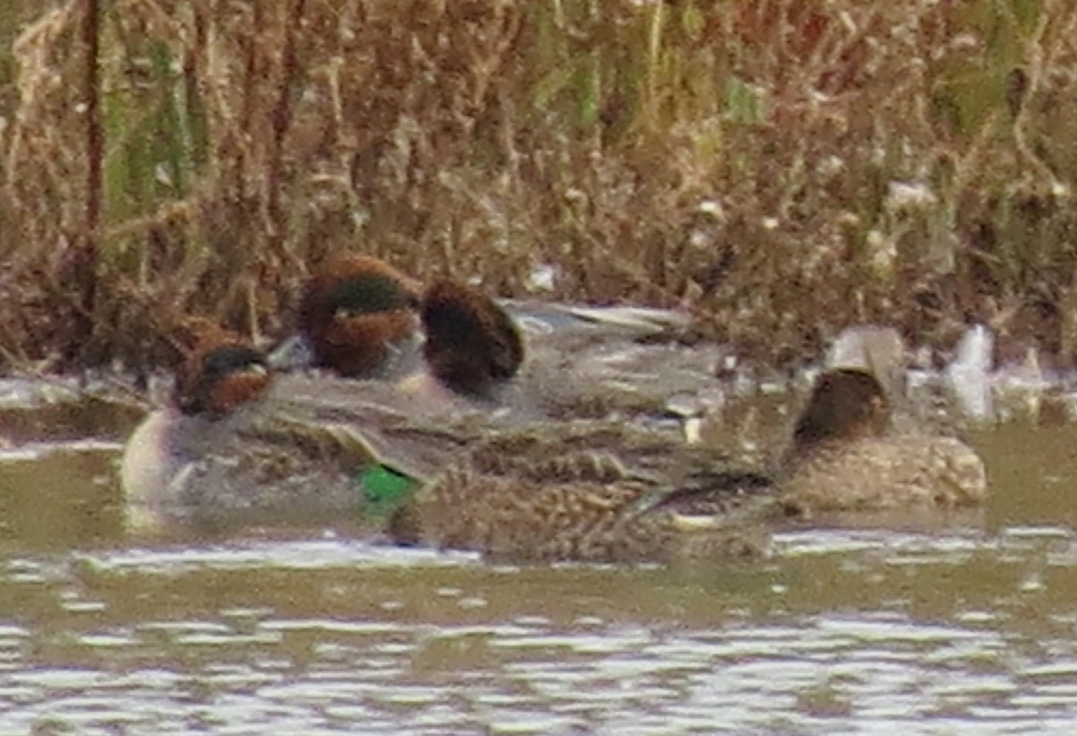 Green-winged Teal - ML39557121