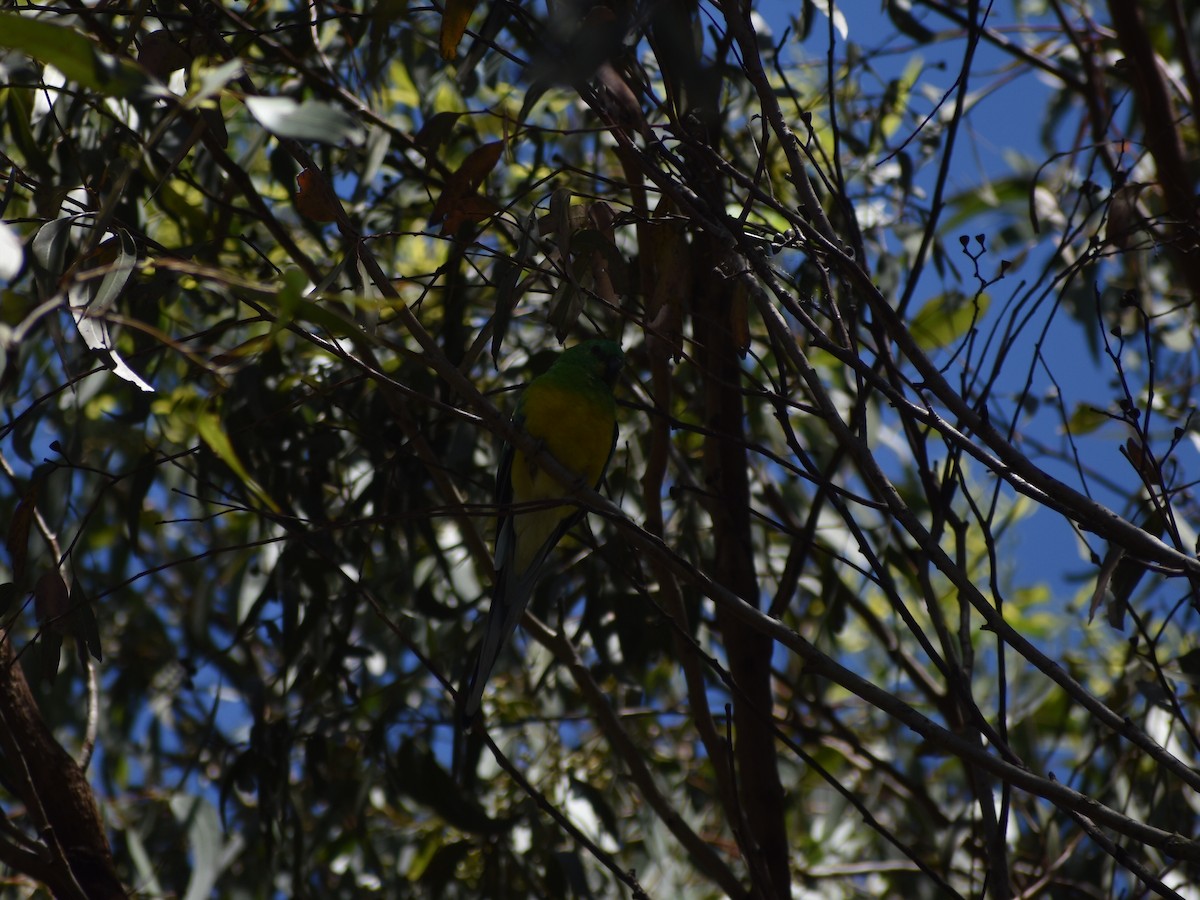Red-rumped Parrot - ML395574091