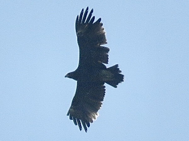 Greater Spotted Eagle - ML395575061