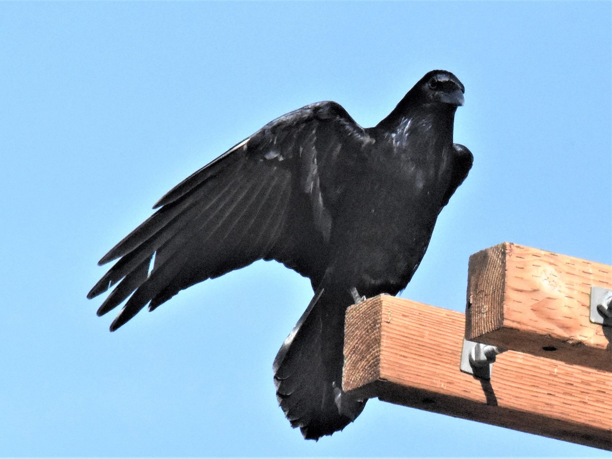 Common Raven - ML395577871