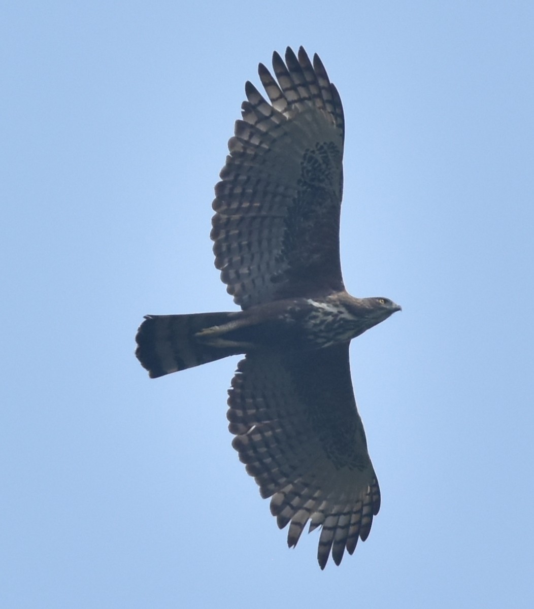 Changeable Hawk-Eagle (Crested) - Naman Kaji