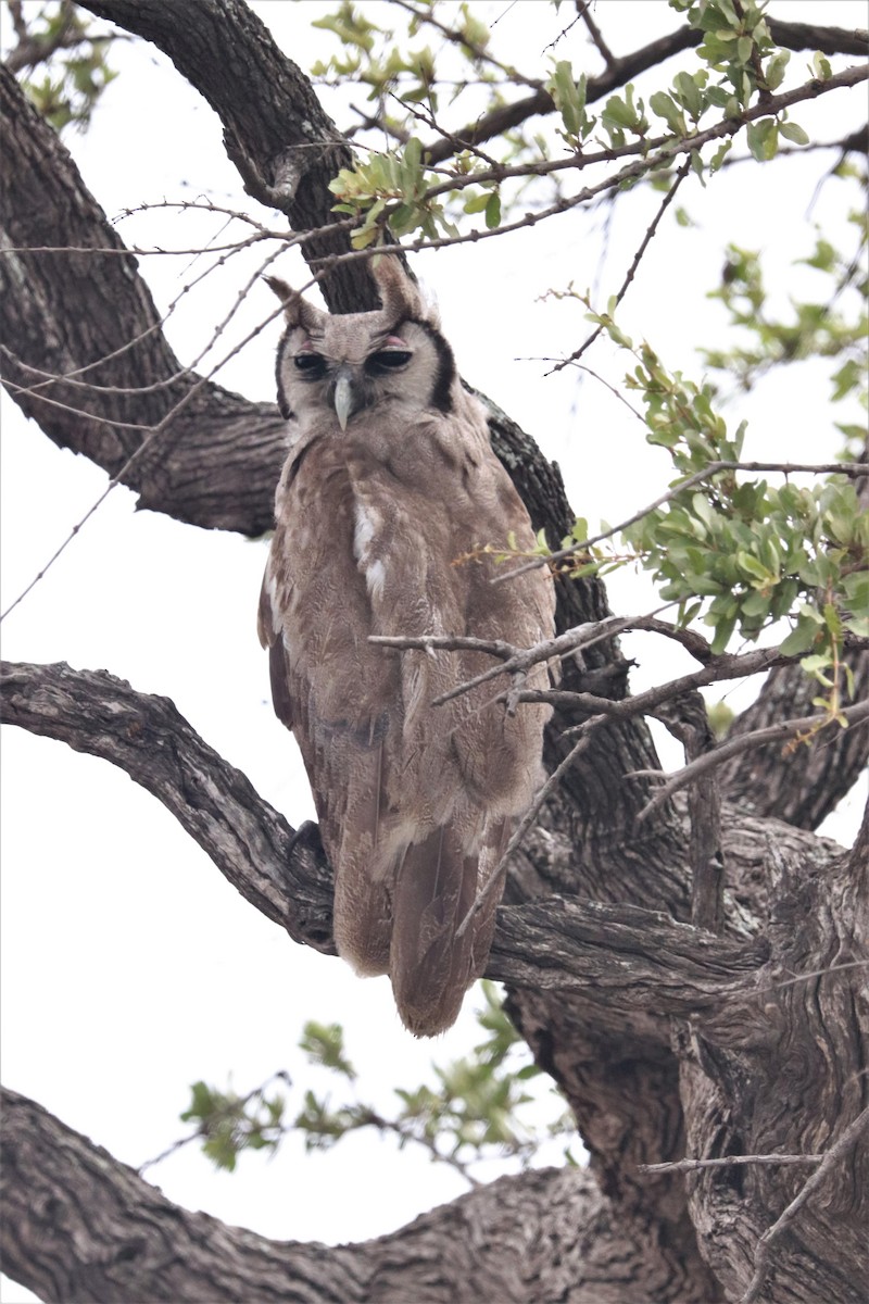 Verreaux's Eagle-Owl - Ross Glover