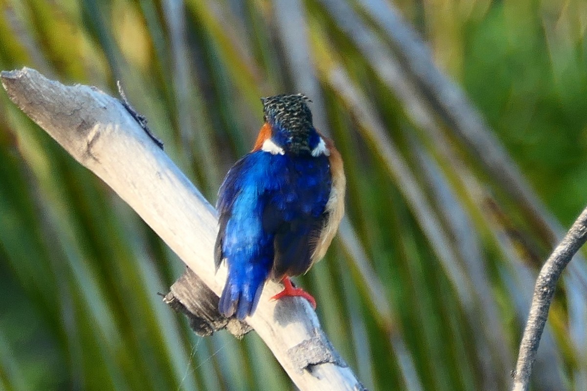 Malagasy Kingfisher - ML395590571