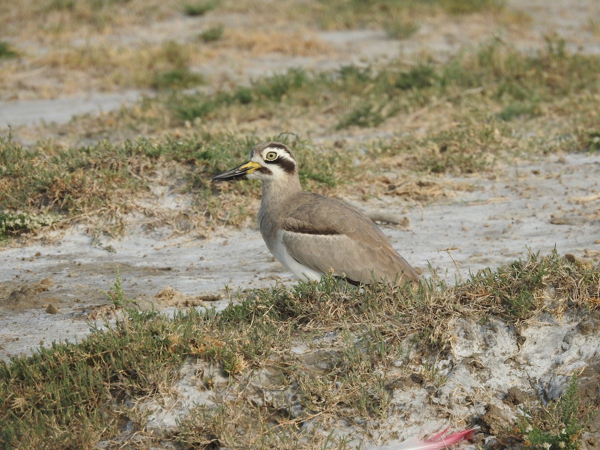 Great Thick-knee - ML395590901