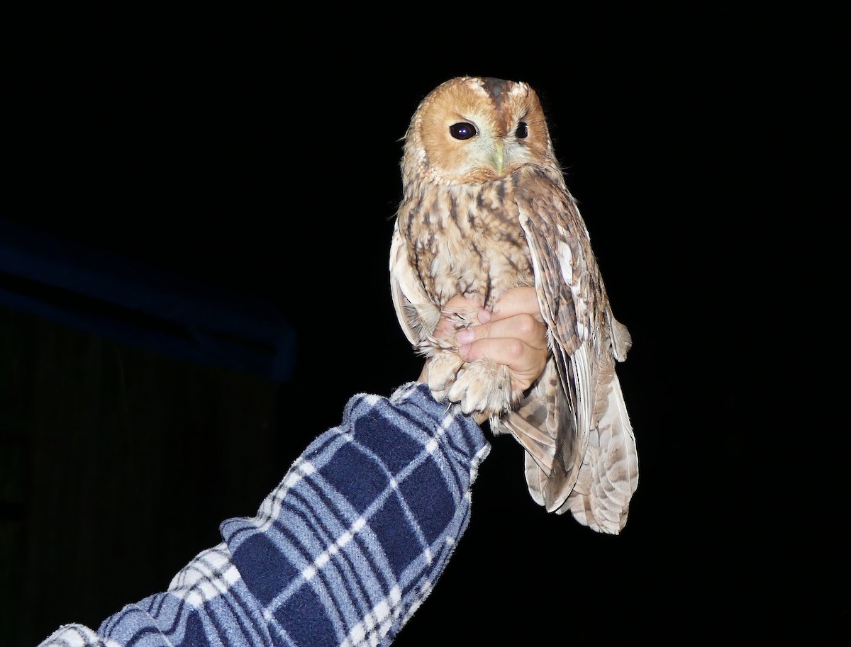 Tawny Owl - František Kopecký