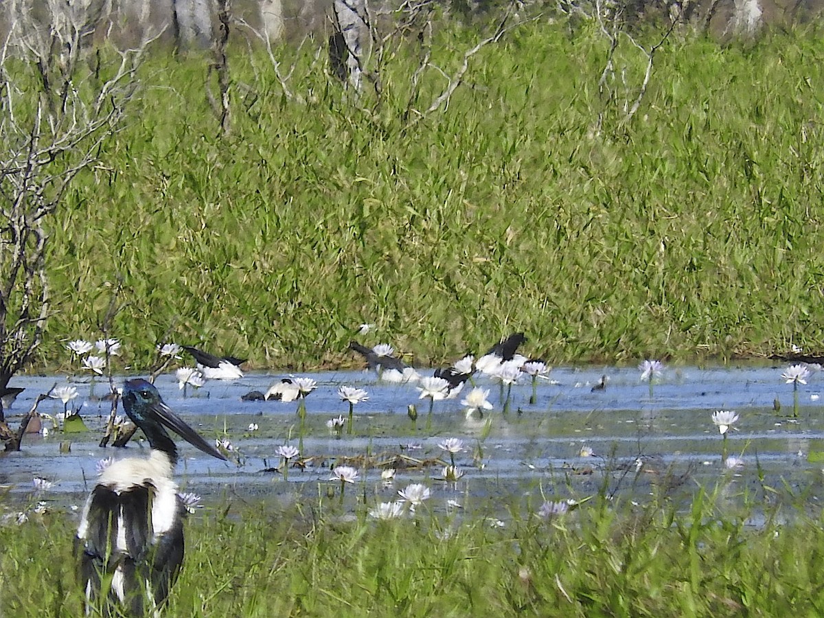 Black-necked Stork - ML395606701