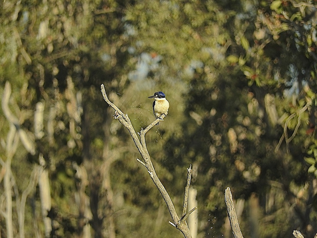 Forest Kingfisher - ML395608291