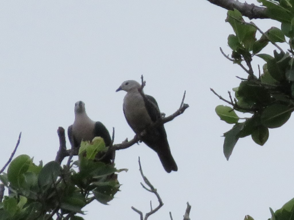 Island Imperial-Pigeon - ML39560871