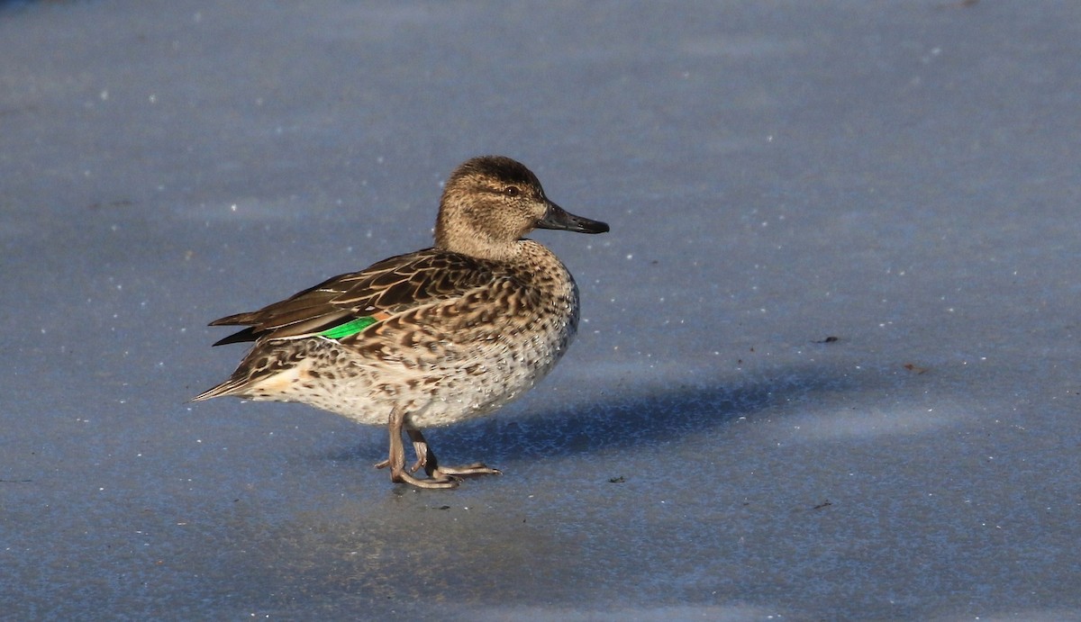 Green-winged Teal - ML395609291