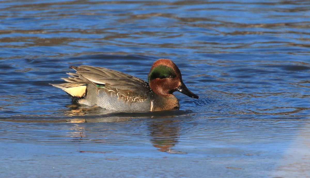 Green-winged Teal - ML395609311