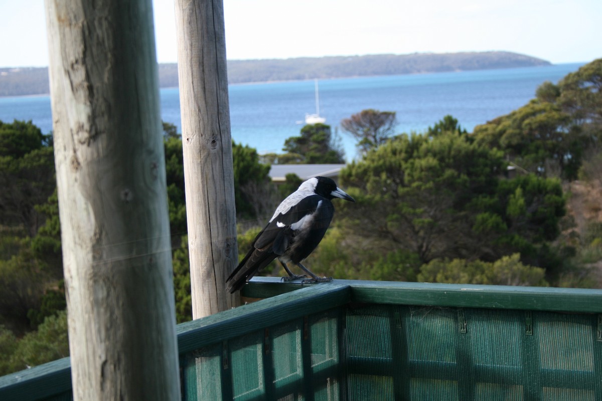 Australian Magpie (White-backed) - ML395609631