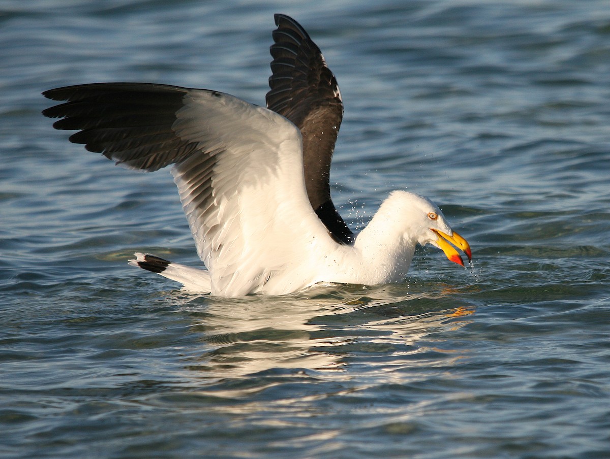 Pacific Gull - Andy Benson