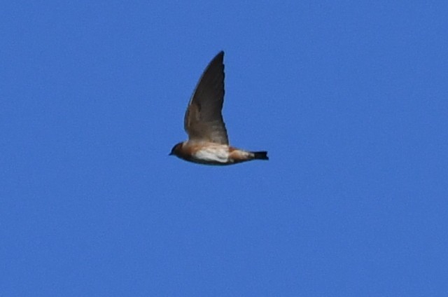 Cave Swallow - ML395617541