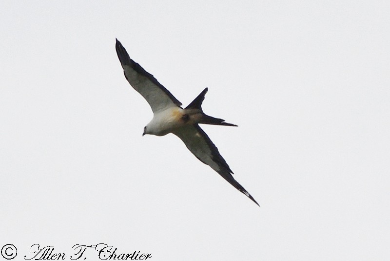 Swallow-tailed Kite - Allen Chartier