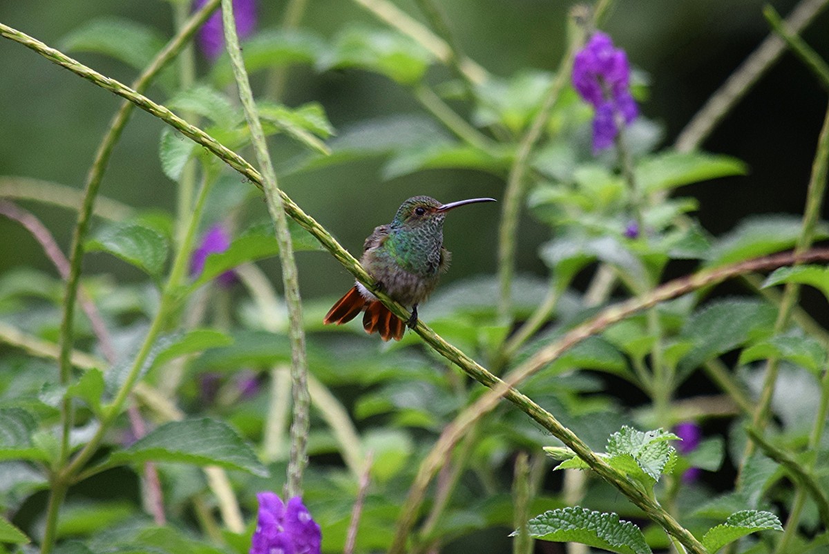 Rufous-tailed Hummingbird - Joel Beyer