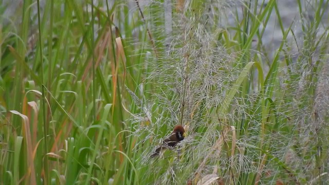  - Black-breasted Parrotbill