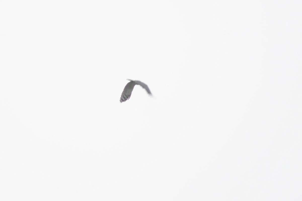 White-collared Kite - ML395629771