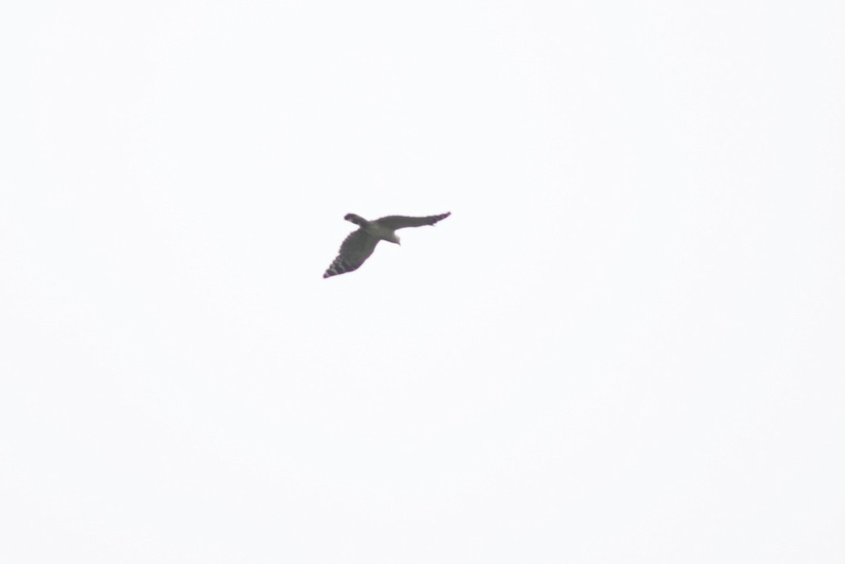 White-collared Kite - ML395629781