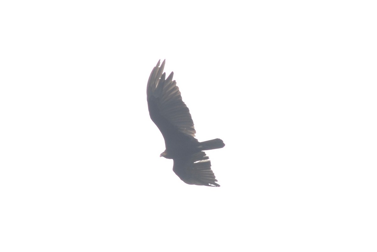 Lesser Yellow-headed Vulture - Ben Phalan