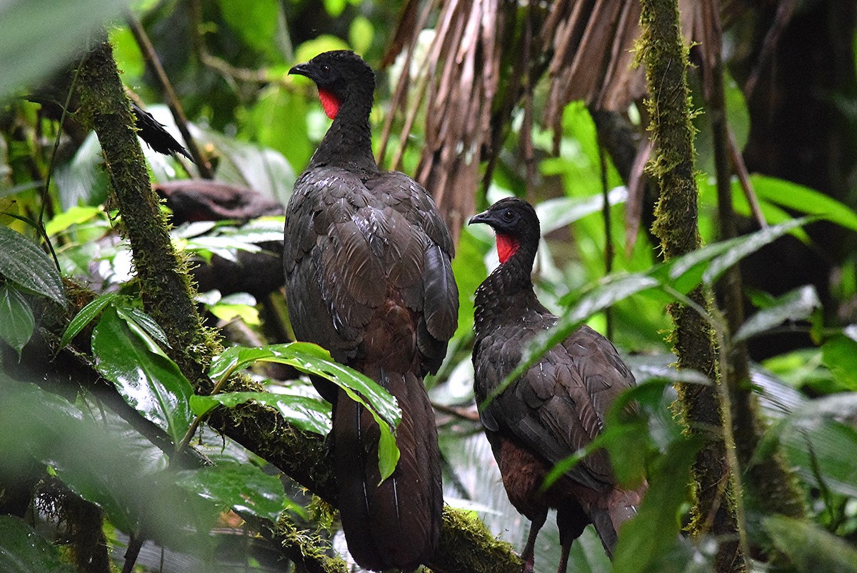 Crested Guan - ML39563171