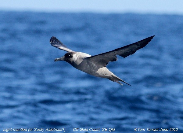 Light-mantled Albatross - Tom Tarrant