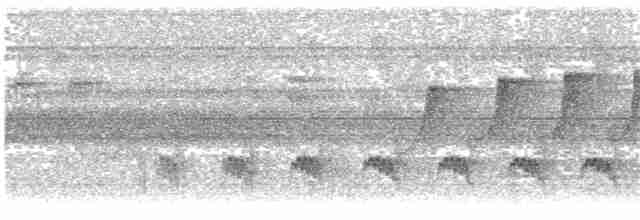 Кадук білобокий (підвид luctuosa) - ML395641211