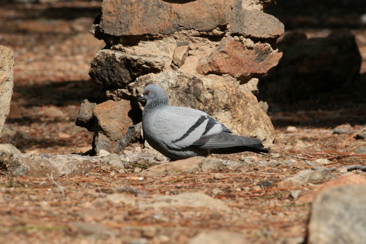Pigeon biset (forme sauvage) - ML395647651