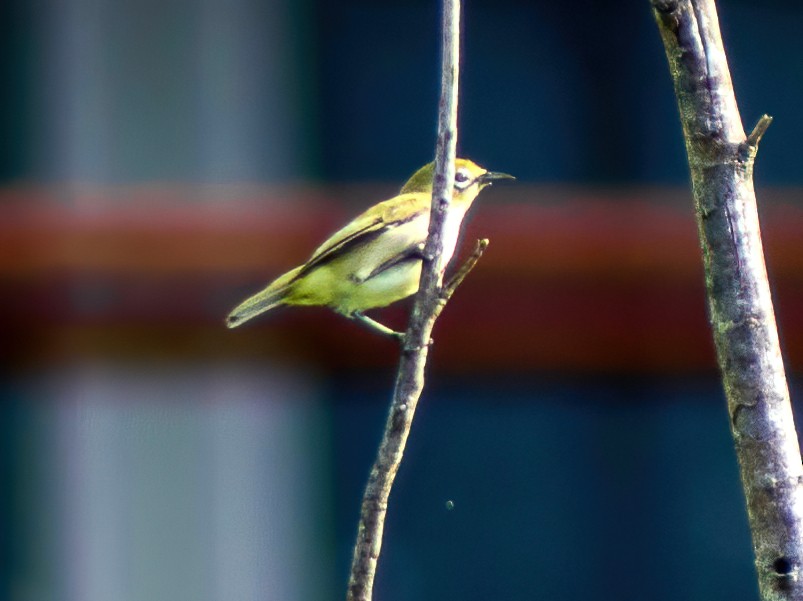 Bridled White-eye - Trenton Voytko