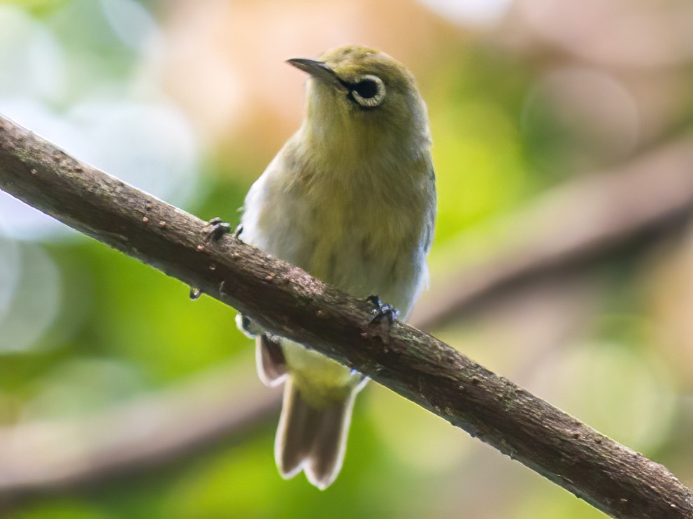 Bridled White-eye - eBird