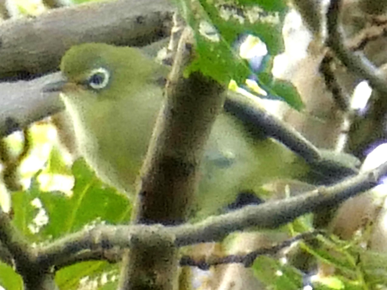 Bridled White-eye - Peter Kaestner