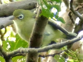  - Bridled White-eye