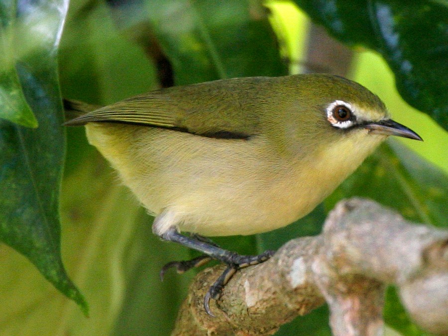 Bridled White-eye - eBird