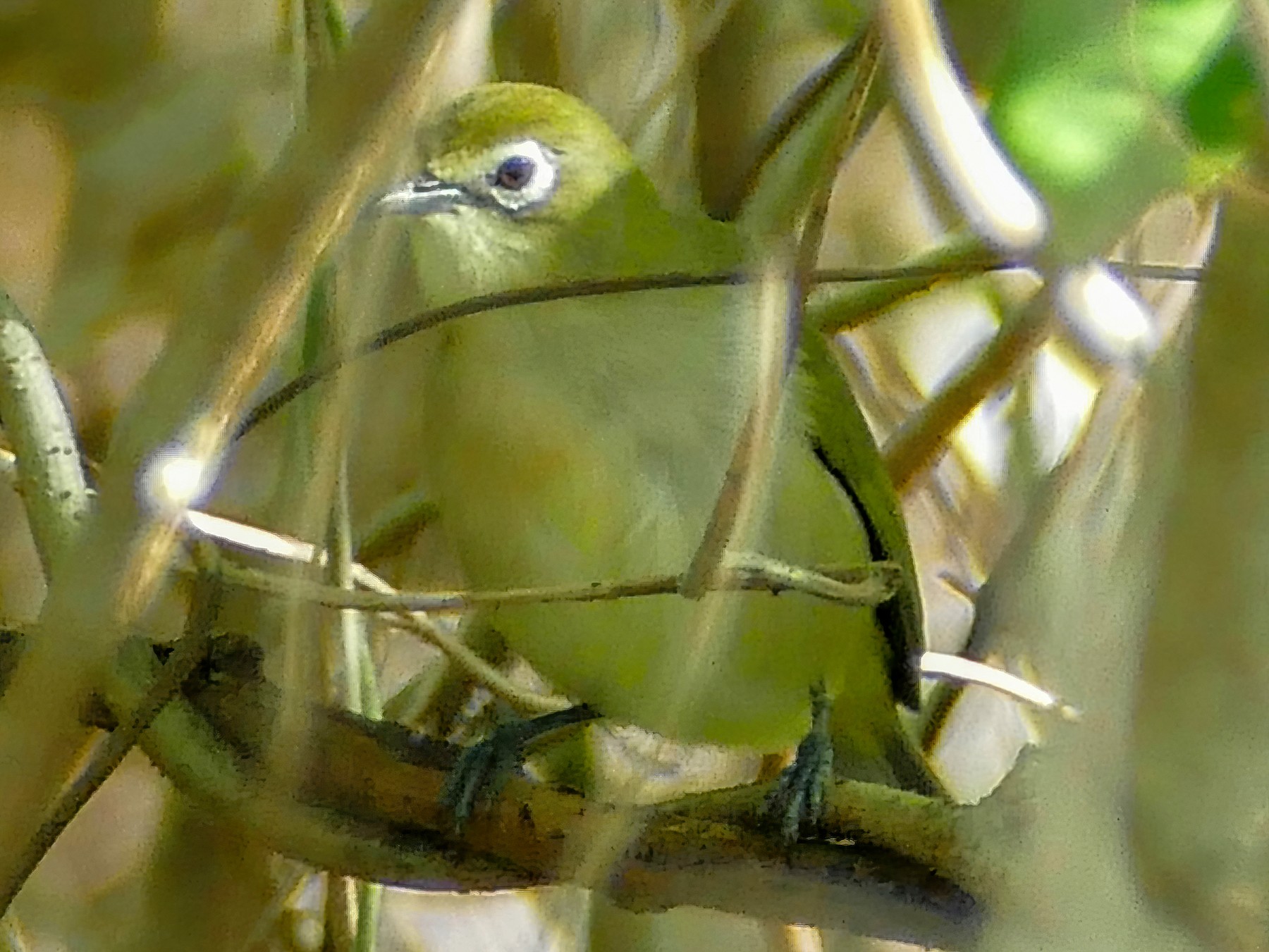 Bridled White-eye - Peter Kaestner