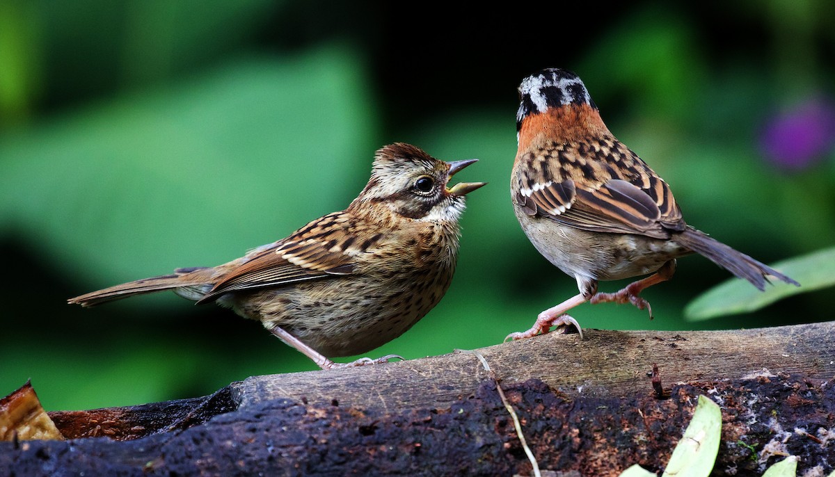 Rufous-collared Sparrow - ML395649721