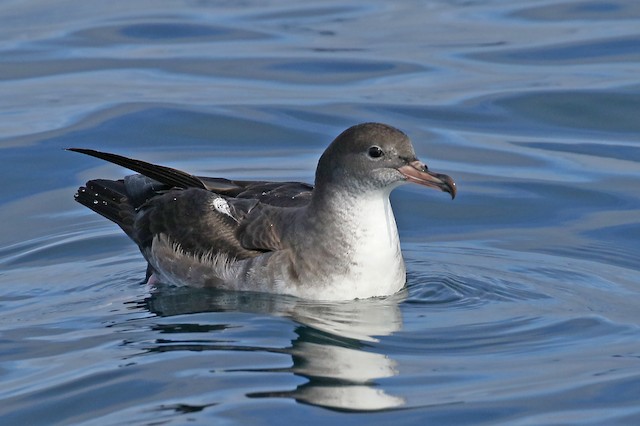 Bird showing head detail. - Pink-footed Shearwater - 