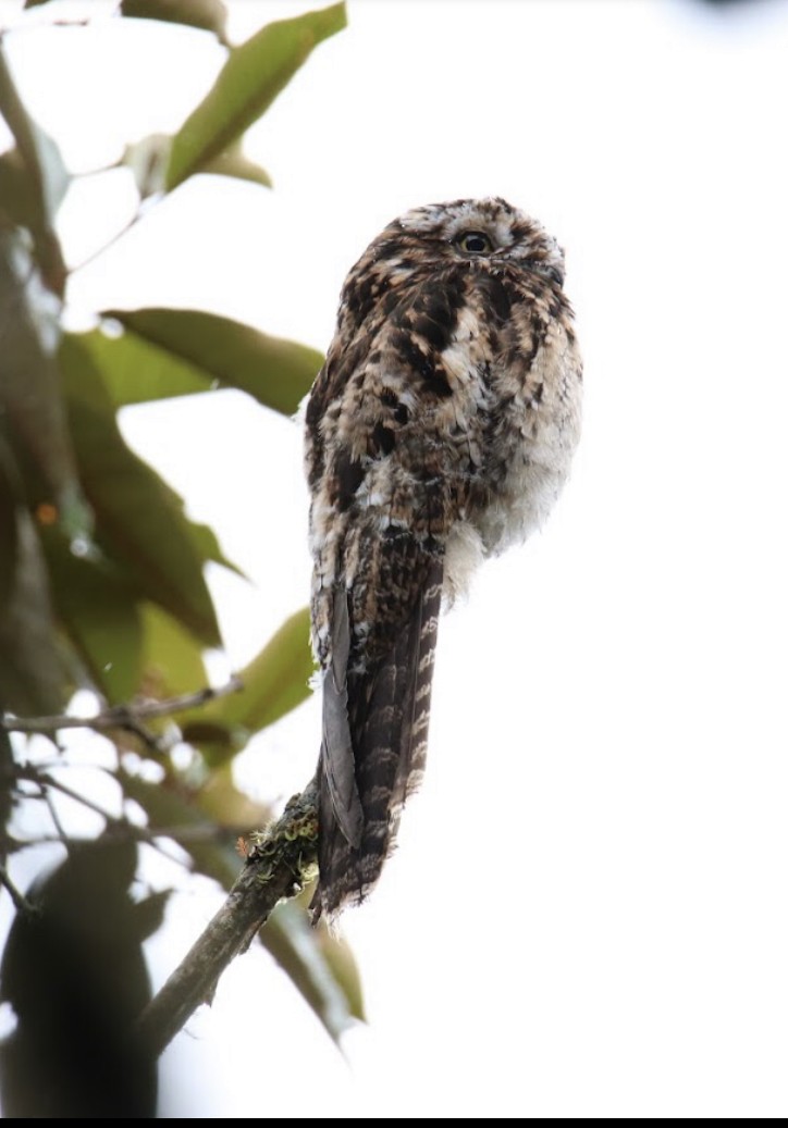 Andean Potoo - ML395651191