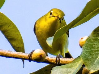  - Caroline Islands White-eye