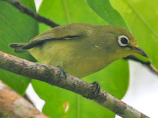  - Caroline Islands White-eye