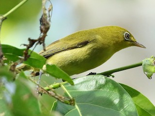  - Caroline Islands White-eye