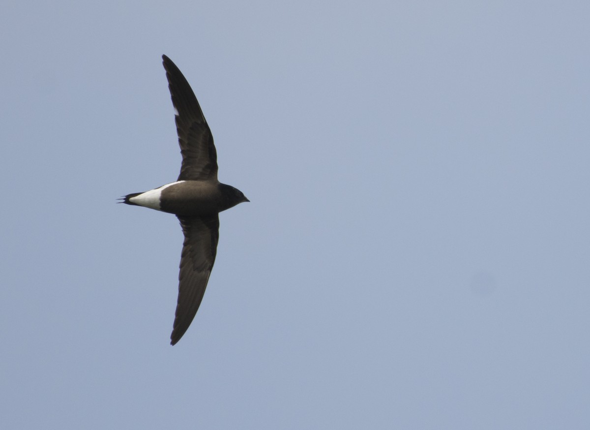 Brown-backed Needletail - ML395656081